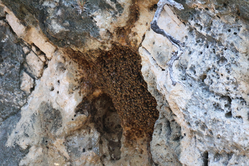 Western Honey Bee