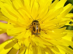 Cryptocephalus rugicollis