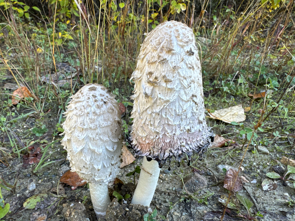 Shaggy Mane · October 2026 · photo: Photo: (c) Caleb Catto, some rights reserved (CC BY) · iNaturalist