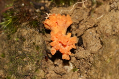 Ramaria capitata ochraceosalmonicolor
