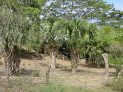 Sabal mauritiiformis