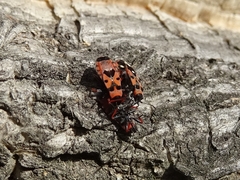 Horvathiolus guttatus