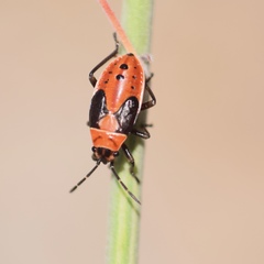Lygaeus kalmii