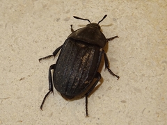 Silpha puncticollis