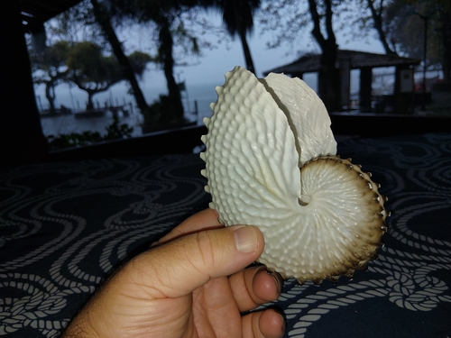 Argonauta nodosus observed 2026-08-15