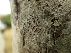 Lecanora argentata