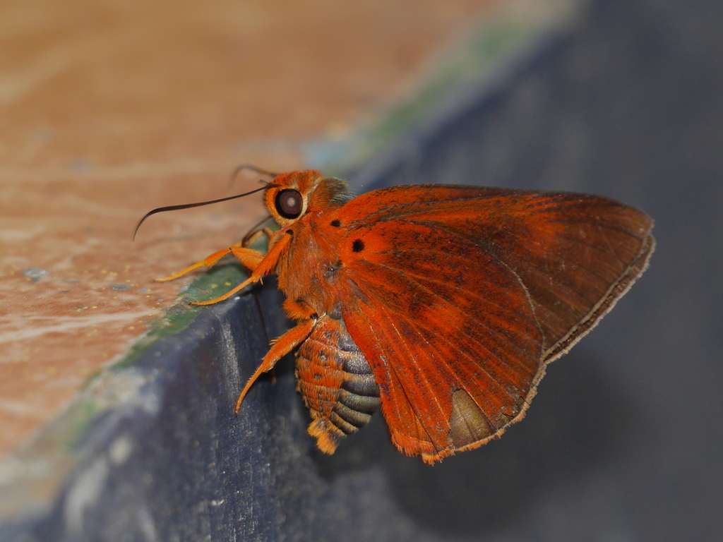 Orange Awlet