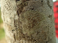 Lecanora argentata