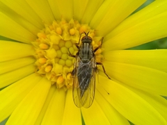 Empis livida