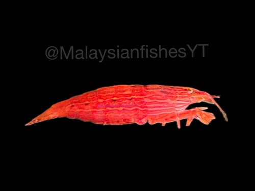 Bamboo Shrimp