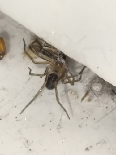 Loxosceles hirsuta