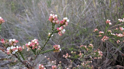 Micromyrtus ciliata observed 2026-10-04