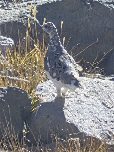 White-tailed Ptarmigan