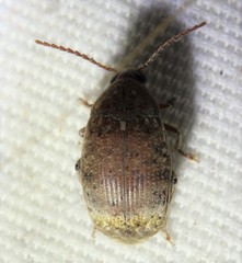 Amblycerus robiniae