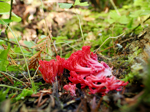 red coral
