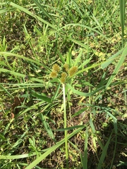 Cyperus echinatus