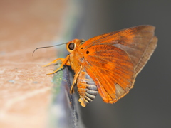 Bibasis harisa consobrina