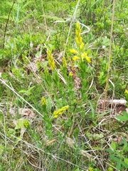 Genista tinctoria