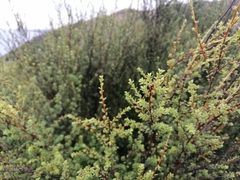Kunzea amathicola