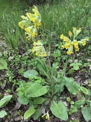 Primula veris