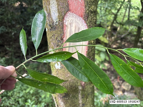 Myristica fragrans observed 2026-10-04
