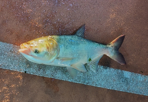 Bighead Carp