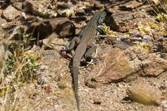 Aspidoscelis tigris tigris