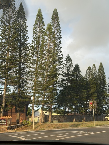 Araucaria columnaris observed 2026-10-04