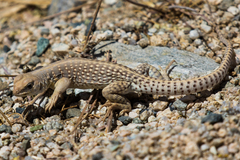 Dipsosaurus dorsalis dorsalis