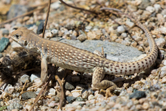 Dipsosaurus dorsalis dorsalis