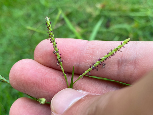 Paspalum vaginatum observed 2026-10-04