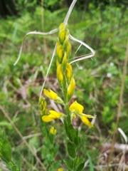 Genista tinctoria