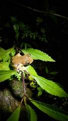 Rhacophorus margaritifer