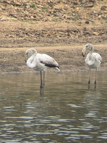 Greater Flamingo