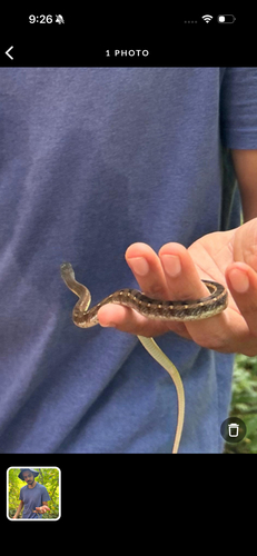 Buff Striped Keelback