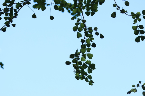 Haematoxylum campechianum observed 2026-09-26