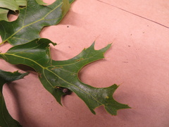 Callirhytis pedunculata