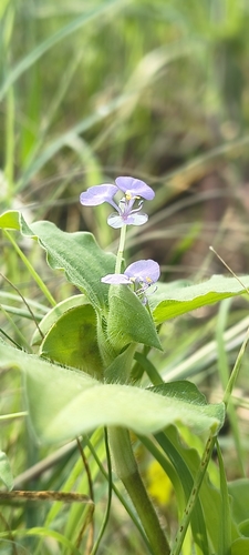 Benghal Dayflower