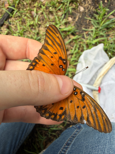 Gulf Fritillary