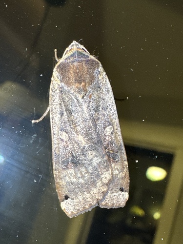 Large Yellow Underwing