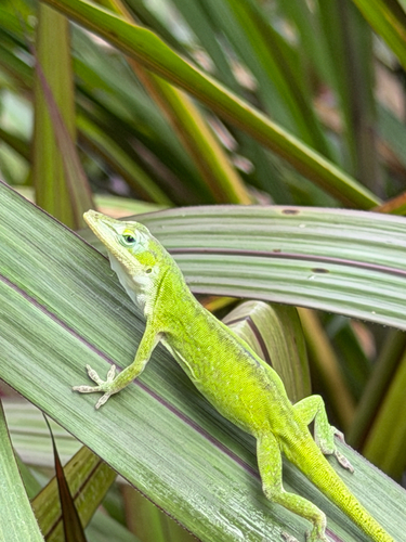 Green Anole