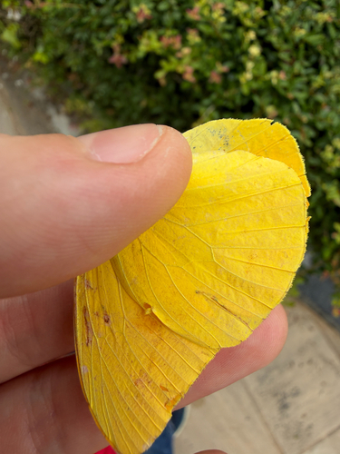 Large Orange Sulphur