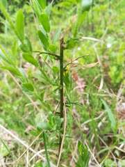Genista tinctoria