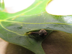 Callirhytis pedunculata