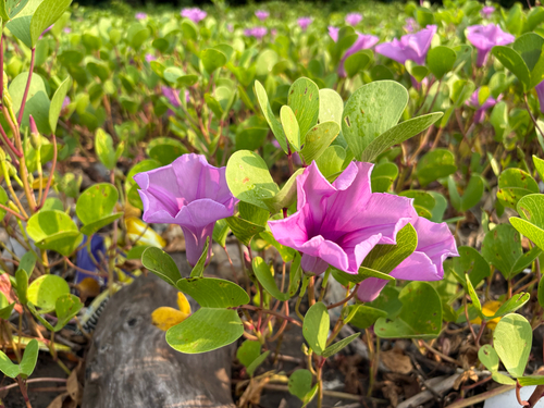 Beach Morning Glory