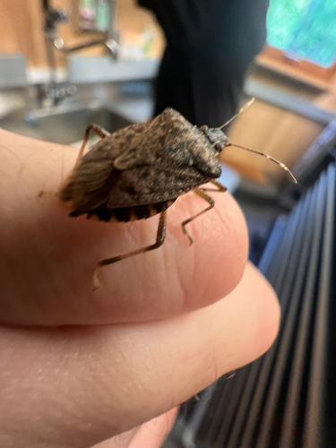 Brown Marmorated Stink Bug