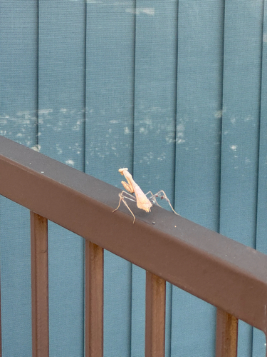 Arizona Mantis