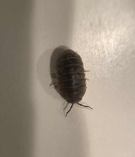 Common Pill Woodlouse