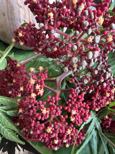 Leea guineensis observed 2026-10-05