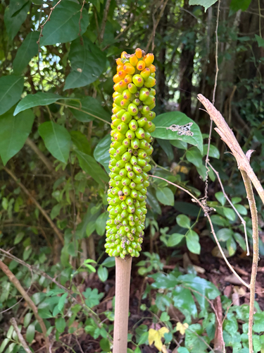 Amorphophallus paeoniifolius observed 2026-10-04